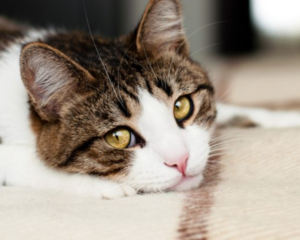 Pet stains on carpet