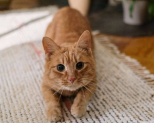Pet stains on carpet