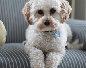 Pet stains on carpet