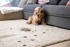 Mud on Rug
